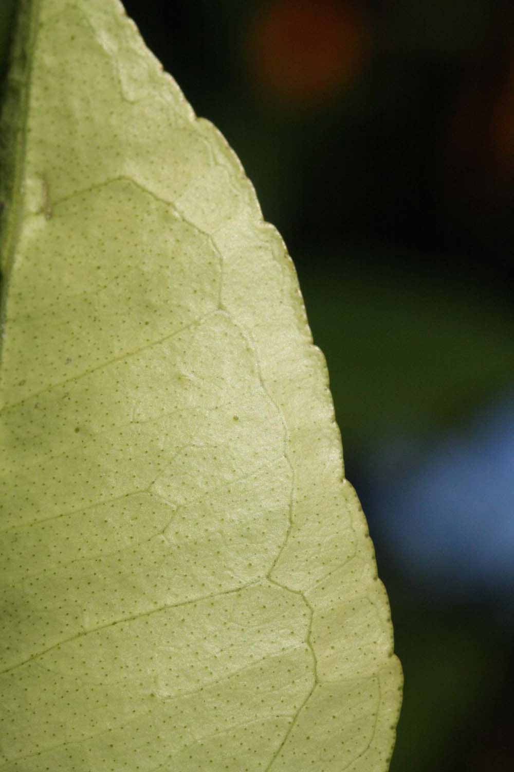            Margin (Valencia Late, Riverside, CA)   